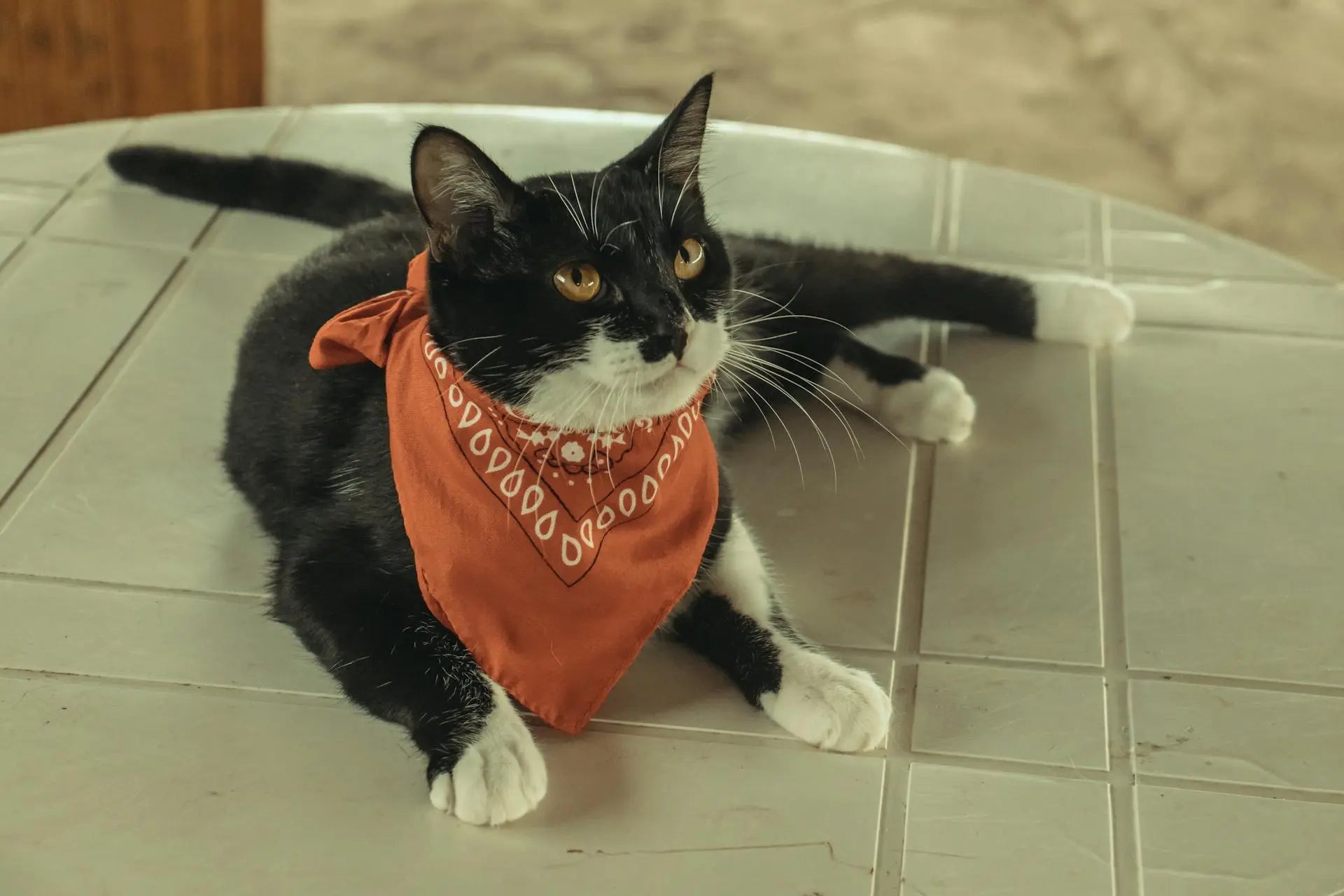 oorontsteking kat met rood sjaaltje|rood-witte kat ligt op de grond|